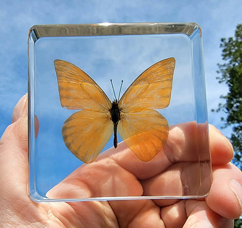 Albatross Butterfly in Resin