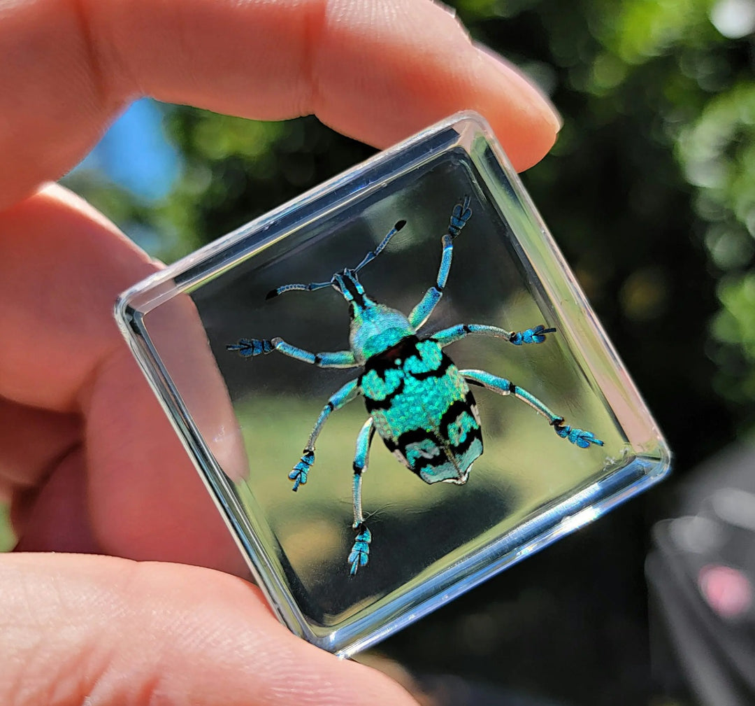 Blue Weevil in Resin