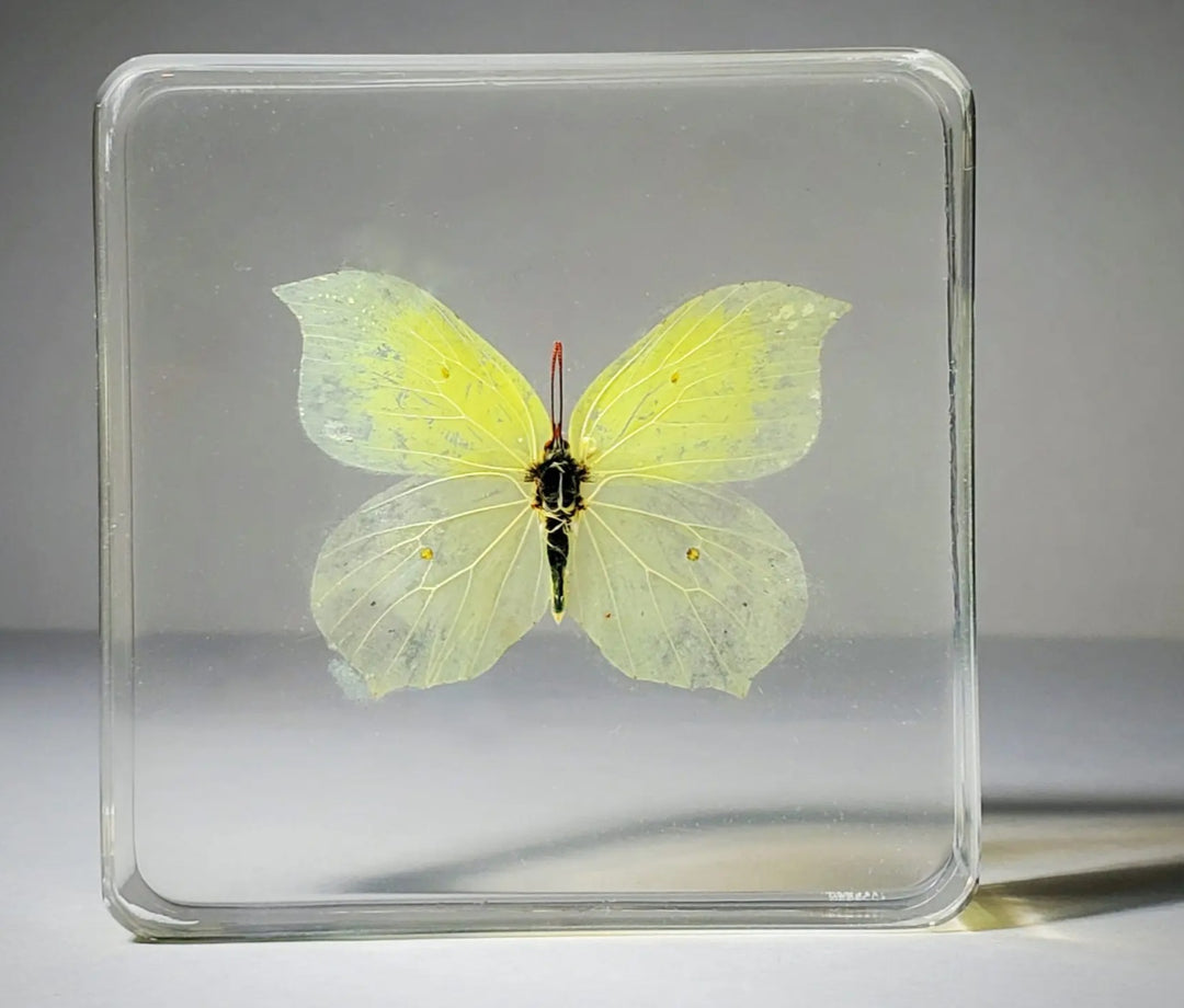 Brimstone Butterfly in Resin