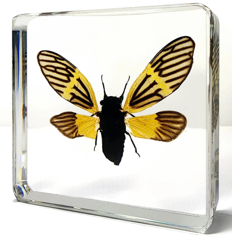 Cicada open in Resin