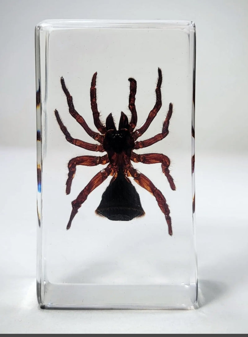Hourglass Spider in Resin