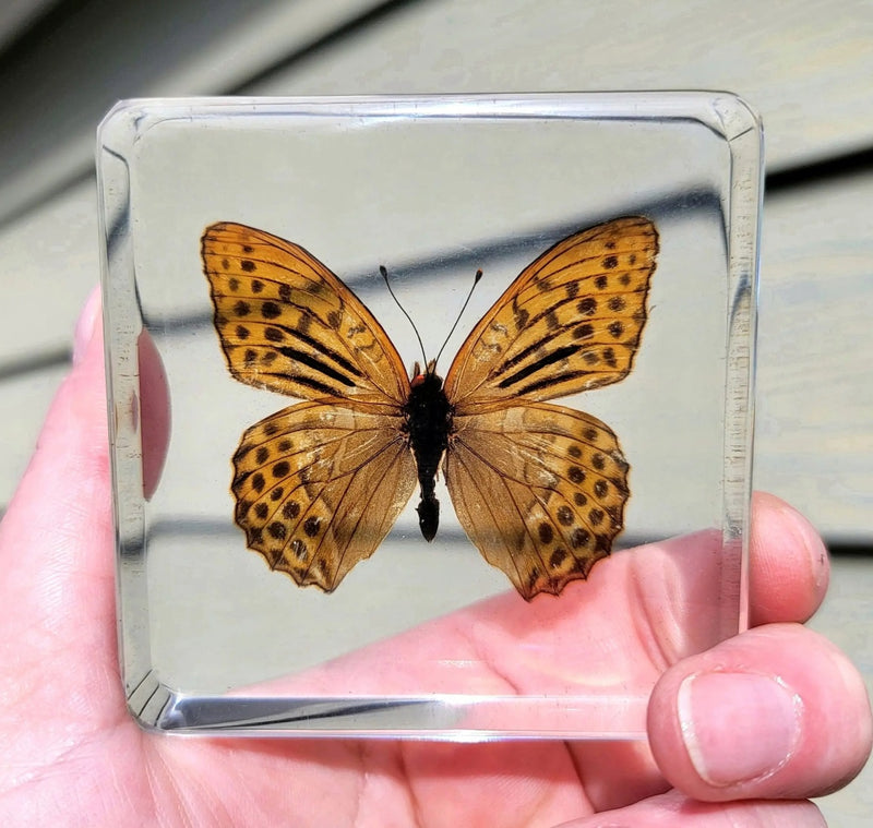 Leopard Butterfly in Resin