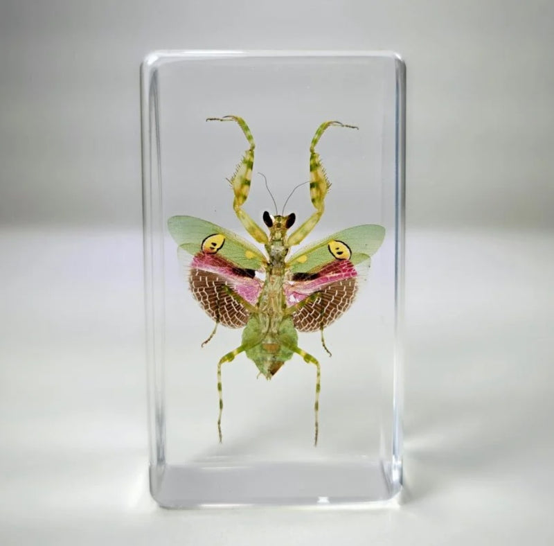 Jeweled Flower Mantis in Resin