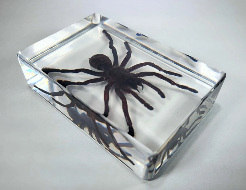 Chinese Bird Spider in Resin